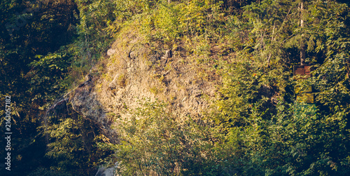 Obraz na płótnie Sunlit forest hillside with lush greenery