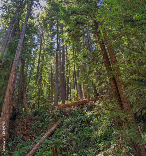 Tall coast redwood trees and ferns in Mendocino County