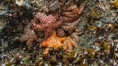 Colorful starfish cluster along the rocky California tide pool