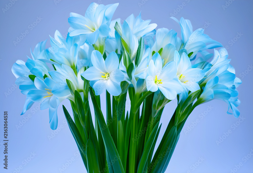 Fototapeta premium Fresh blue flowers bouquet, spring and nature concept, floral arrangement with vibrant petals and green stems on a soft background