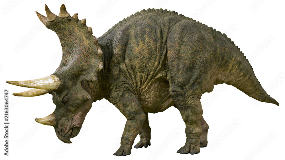 Obraz premium Triceratops dinosaur with large horns and frill