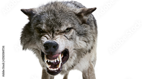 Fotografie Aggressive wolf snarling with bared teeth and menacing eyes
