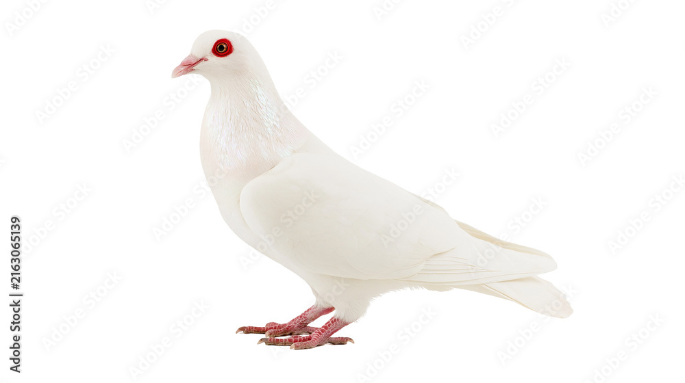 Obraz premium White dove with red eyes and pink feet