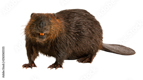 Obraz na płótnie Brown beaver with orange teeth and flat tail
