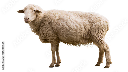 Fotografie Fluffy wool sheep standing profile view