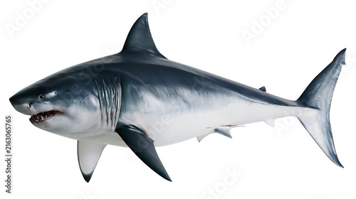 Fotografie Great white shark side view with sharp teeth and gills