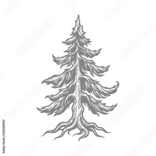 Engraving Style Pine Tree Isolated
