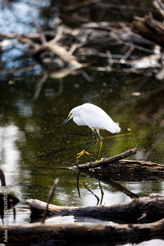 Quadro su tela Snowy Egret Bird in Natural Wildlife Habitat