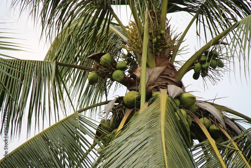 Canvas Print squirrel on a coconut tree in sukhothai in thailand