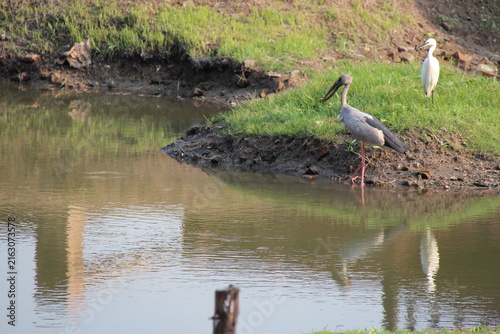 Konstfotografi bird (asian openbill ?) along a river in ayutthaya in thailand