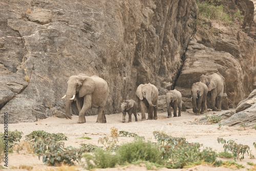 Photography desert elephants, Loxodonta africana, move one after the other through a rock go