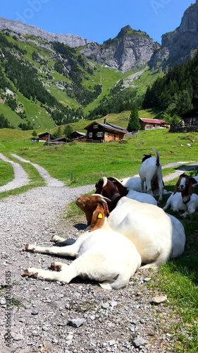Cute Young Boer Goat Resting Outdoors on Gravel Path