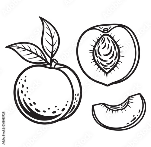 Black and white illustration of whole and sliced peaches with leaves  fruit still life