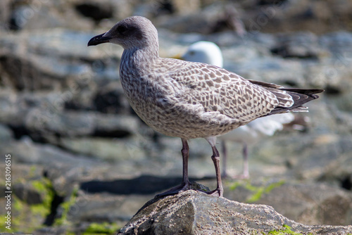 Cornwall: Atlantic Edge