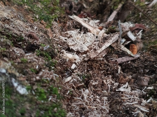 Принти на полотні Wood Chips and Moss on Forest Floor - Natural Decomposition Texture