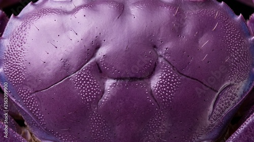 Extreme macro texture of a purple freshwater crab carapace