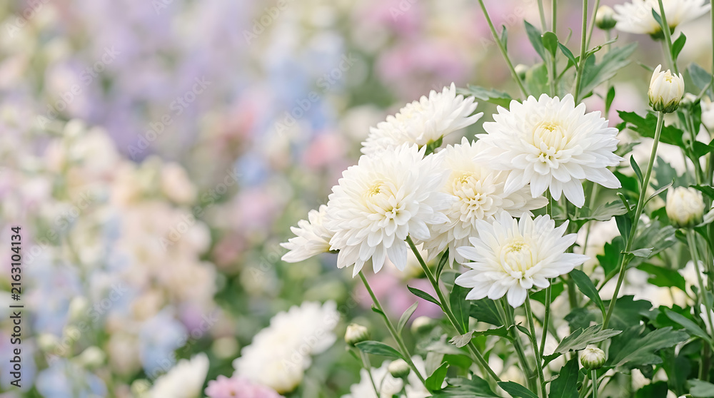 Fototapeta premium Beautiful white chrysanthemum flowers blooming in a soft pastel garden during a sunny spring day