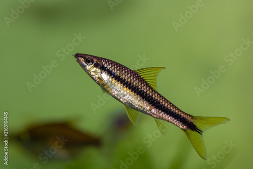 Siamese algae eater Crossocheilus oblongus swimming in an aquarium.