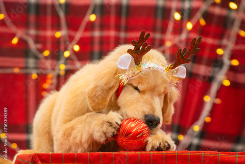 Playful Golden Retriever puppy wearing festive antlers playing with a red Christmas bauble ball on red plaid background with garland.