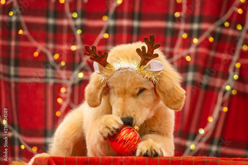Playful Golden Retriever puppy wearing festive antlers playing with a red Christmas bauble ball on red plaid background with garland.