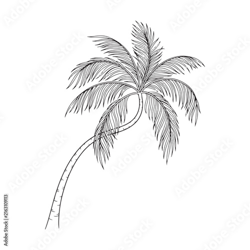 Palm frond illustration features a detailed black and white botanical drawing