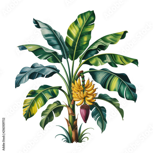 Vibrant banana plant with ripe bananas and lush green leaves