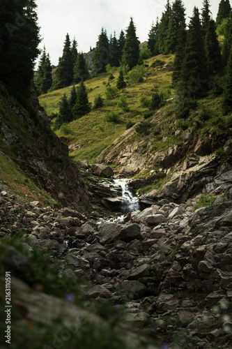 Rocky Alpine Mountain Stream Flowing Through Conifer Forest
