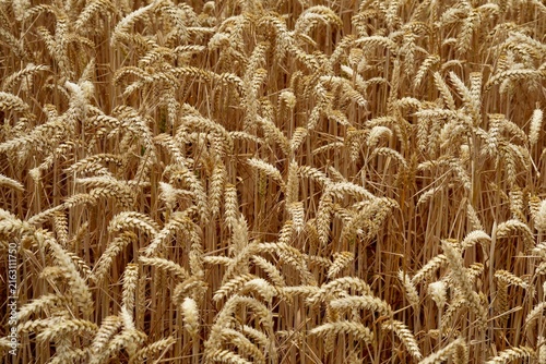 Konstfotografi Close up of Matured Common Wheat, Tritium Aestivum