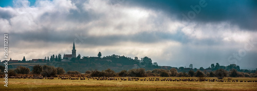 Large flock of sheep grazing in a rural Transylvanian landscape, with a village church and houses on a hillside beneath dramatic clouds in Romania.