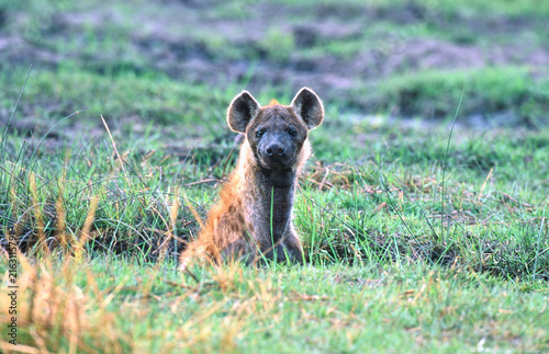 Foto spotted hyena, Crocuta crocuta, looks curiously 209