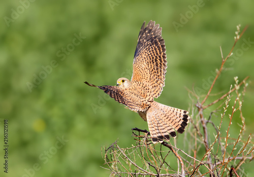 Cuadro en lienzo Common Kestrel (Falco tinnunculus) taking off from a perch with spread wings and fan-shaped tail showing dark terminal bars