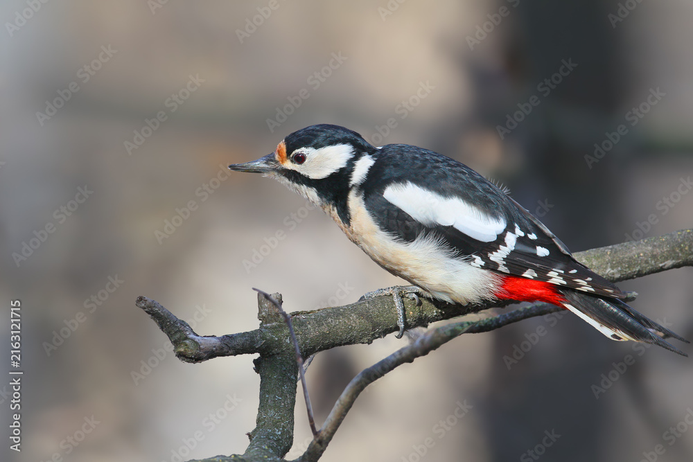 Obraz premium Female Great Spotted Woodpecker (Dendrocopos major) perched on a slender branch, showing its black and white plumage and bright red undertail coverts.