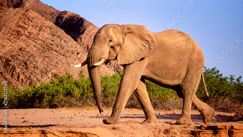 фотографія desert elephant, Loxodonta africana, walks through dried up riverbed 353