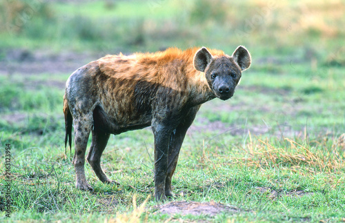 Fotografía spotted hyena, Crocuta crocuta, looks curiously, close 213