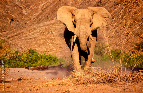 Konstfotografi desert elephant, Loxodonta africana, attacks 357
