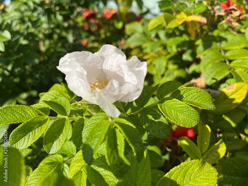 Rosa rugosa white flower blooming on a bush with green leaves