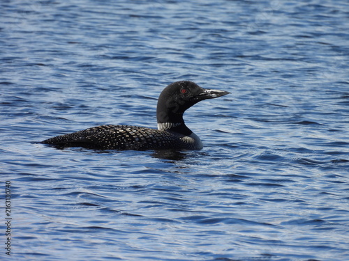 A common loon, swimming within the waters of Barnum Pond. Adirondack Park, Franklin County, New York.