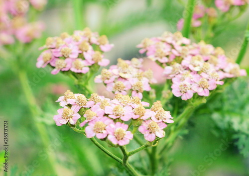 Yarrow a perennial plant blooming with small pink flowers.
