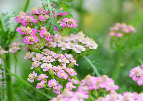Yarrow a perennial plant blooming with small pink flowers.