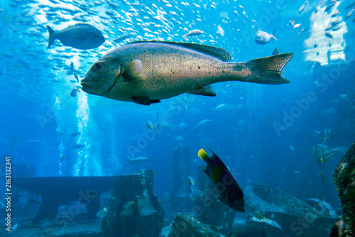 Underwater world in the big aquarium      