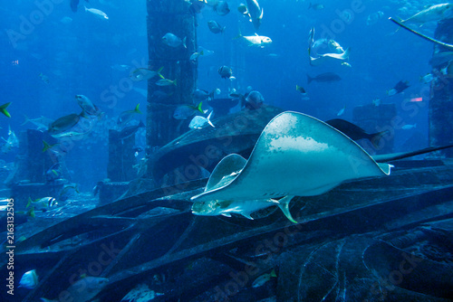 Underwater world in the big aquarium      