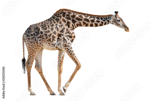 Photography Giraffe running isolated PNG, wild african giraffe galloping side view on transp