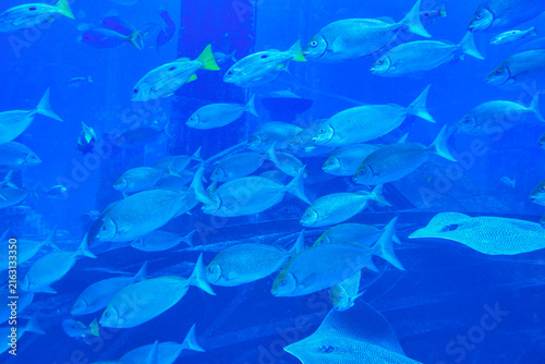 Underwater world in the big aquarium      