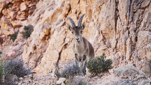 Canvastavla iberian ibex, Capra pyrenaica, in rock wall 298