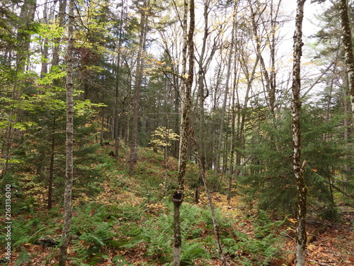 The natural beauty of the forest within Adirondack Park, St. Lawrence County, New York. 