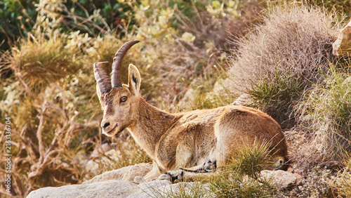 Obraz na płótnie young iberian ibex, Capra pyrenaica, resting 688