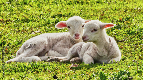 two sheep babies close together 049 
