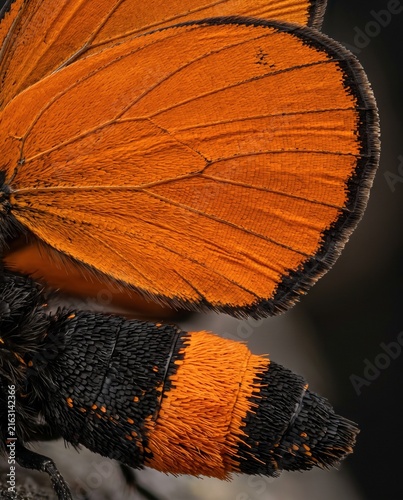 Detailed structure of an orange hindwing and banded furry moth abdomen
