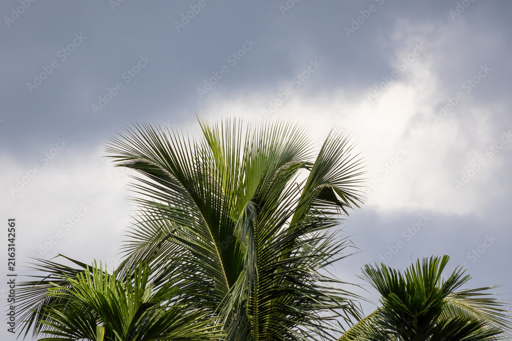 Fototapeta premium Green coconut tree leaves extending against a dramatic overcast cloudy sky with grey clouds. Natural tropical foliage captured during a stormy weather day.