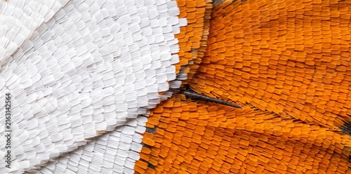 Close up texture of orange and white butterfly wing scales